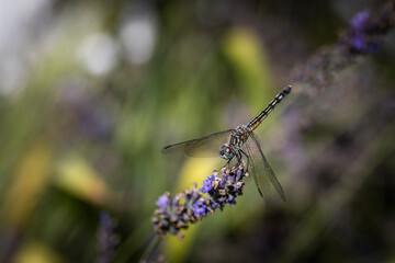 Dragonfly on lavander 