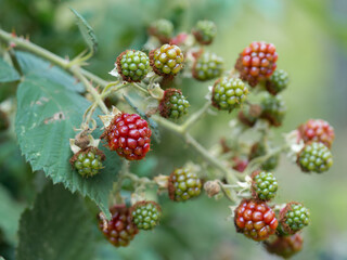 Close-up of growing wild blackberry (Rubus) branch. Unripe red and green blackberry fruits. Selective focus, blurred background.