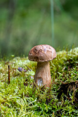 Porcini Mushroom grows in the forest