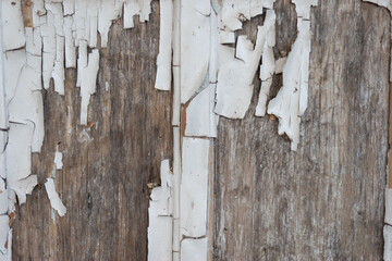 old white paint on wood closeup texture, peeled paint, antique, vintage, copy space pattern blank