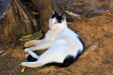 Stray cat relaxing under a tree.