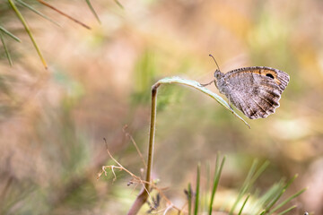 Lydian Lyingneagis butterfly / Pseudochazara lydia on plant