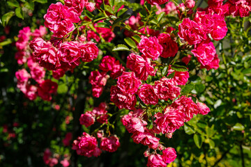 beautiful pink roses in the garden
