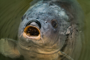 detailed close up of a carp in a pond under water
