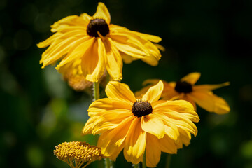 close up of colourful yellow coneflowers (echinacea)