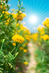 Beautiful yellow marigold field and sky and sunlight backdrop