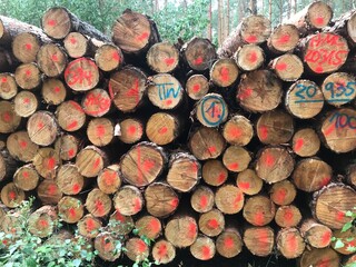 deko vorlage muster holz baumscheiben baumstamm brennholz nutzholz forst wald