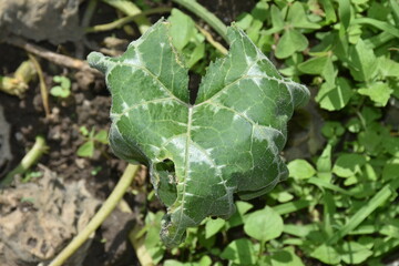 lettuce growing in the garden