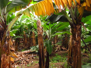 Plantacja bananowców z już obranymi z drzew bananami © vofchok