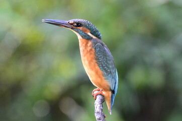 Martin-pêcheur d'Europe (Alcedo atthis)