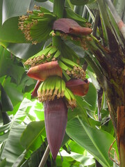 Kwiat bananowca z niedojrzałymi bananami na Maderze, Portugalia © vofchok