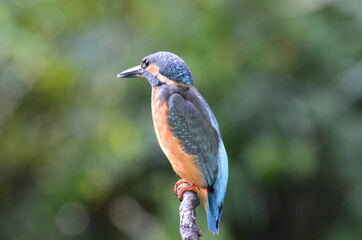 Martin-pêcheur d'Europe (Alcedo atthis)