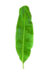 Green banana leaves with unique motifs, isolated on a white background, clipping path included