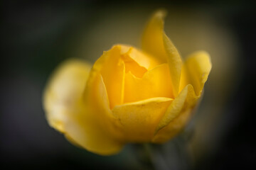 Macro of small yellow rose