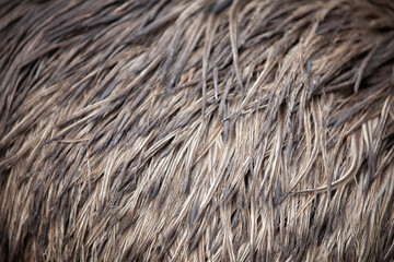 Closeup texture of emu feathers.