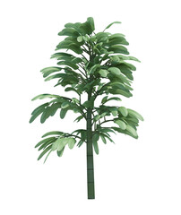 Nature object tree isolated  white  background