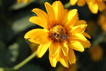 bee wasp bumblebee insect sitting eating drinking nectar on a bright yellow small flower close up gardening flower science spring summer pollination