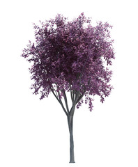 Obraz premium Nature object tree isolated white background