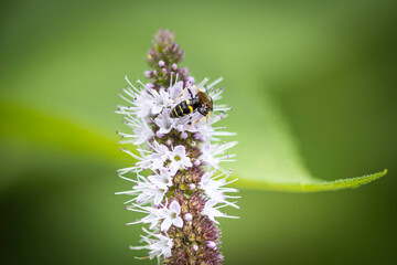 Bee on Flower