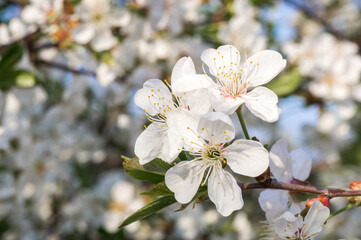 Branches of blossoming apricot macro with soft focus on gentle light blue sky background. For easter and spring greeting cards with beautiful floral spring abstract background of nature