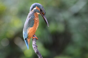 Martin-pêcheur d'Europe (Alcedo atthis)