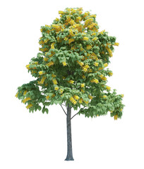 Nature object tree isolated  white  background