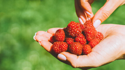 ripe big red raspberries in woman hands. female holding fresh raspberry in her hand. green natural background. Summer harvest. Copy space for text.