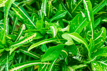 Background of leaves with water drops in the rainy season