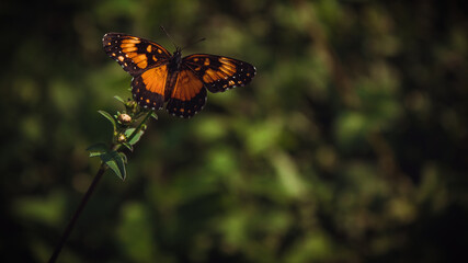 butterfly monarch