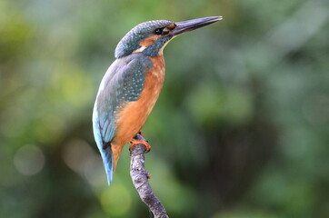 Martin-pêcheur d'Europe (Alcedo atthis)