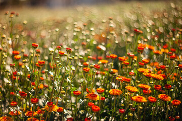 Flowers colorful in the garden soft and select select focus.