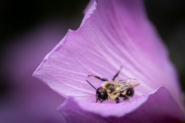 Bee on Pink flower