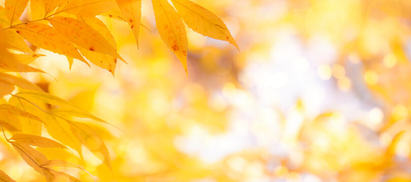 Autumn background with orange, yellow leaves and golden sun lights, natural bokeh. Fall nature landscape with copy space