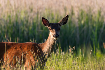 Piękna samica łania jelenia Cervus elaphus pozuje do zdjęcia