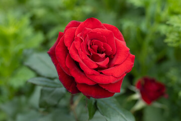 Beautiful red rose in a garden