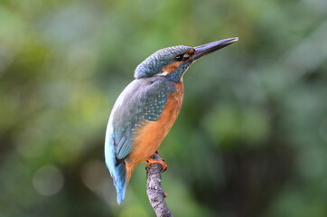 Martin-pêcheur d'Europe (Alcedo atthis)