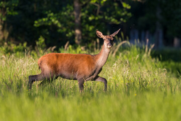 Piękna samica łania jelenia Cervus elaphus pozuje do zdjęcia