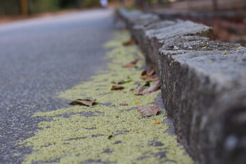 Stone curb with yellow flowers