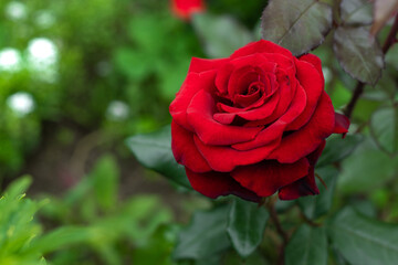 Beautiful red rose in a garden