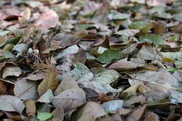 Dry leaves and branches in autumn