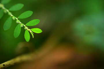 Closeup nature view leaf on blurred greenery background in garden with copy space for text using as background natural green plants landscape