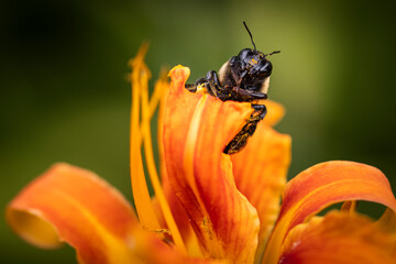 Bee on Orange Lilly flower