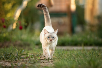 Obraz premium Thai tabby cat walks in the summer garden. The tail is up.