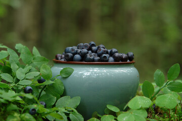 A close up of light mint ceramic bowl with fresh ripe bilberries (Vaccinium myrtillus) in the forest, natural blurred background, space for text