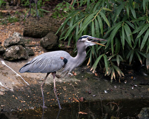 Blue Heron bird Stock Photos. Blue Heron bird close-up profile view with a fish and foliage background