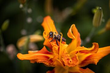 Bee on Orange Lilly flower