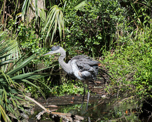 Blue Heron bird photo. Blue Heron bird close-up profile view in the pond surrounded with foliage displaying its fluffy blue plumage, beak, eye, legs, wings in its environment and habitat. Image. 