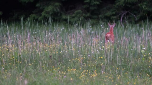 roe deer in its natural habitat
