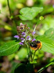 Bombus Latreille Hymenoptera insect of the Apidae family on flower