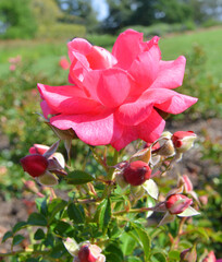 Rose in a garden